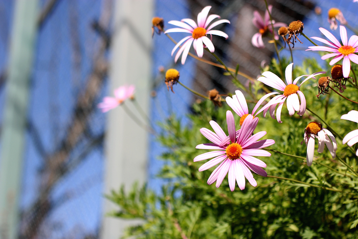 WOMENS STYLE × HB CLOUDY SHIRTS